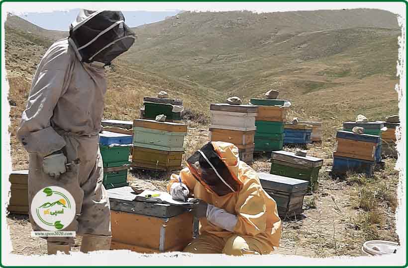 خرید عسل ارگانیک از زنبورداران متخصص