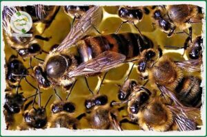 ژل رویال محصول بی‌نظیر زنبورعسل