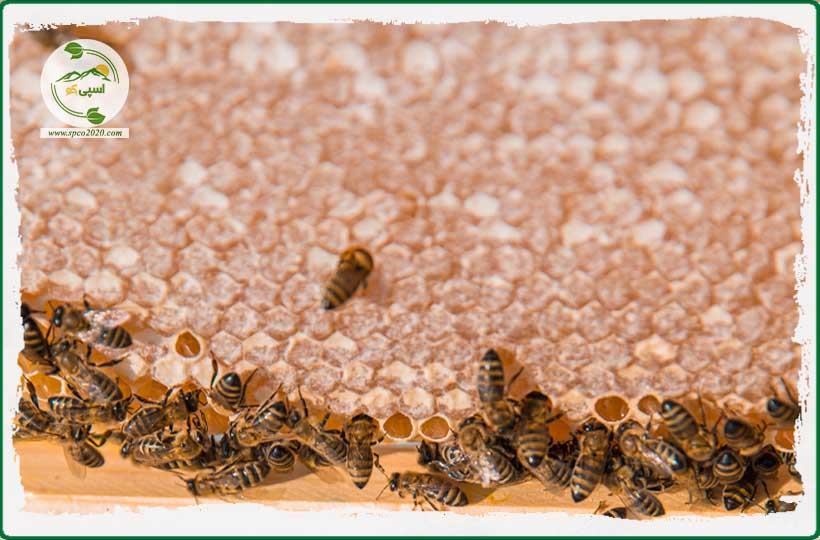 روش نگهداری عسل به سبک زنبورعسل