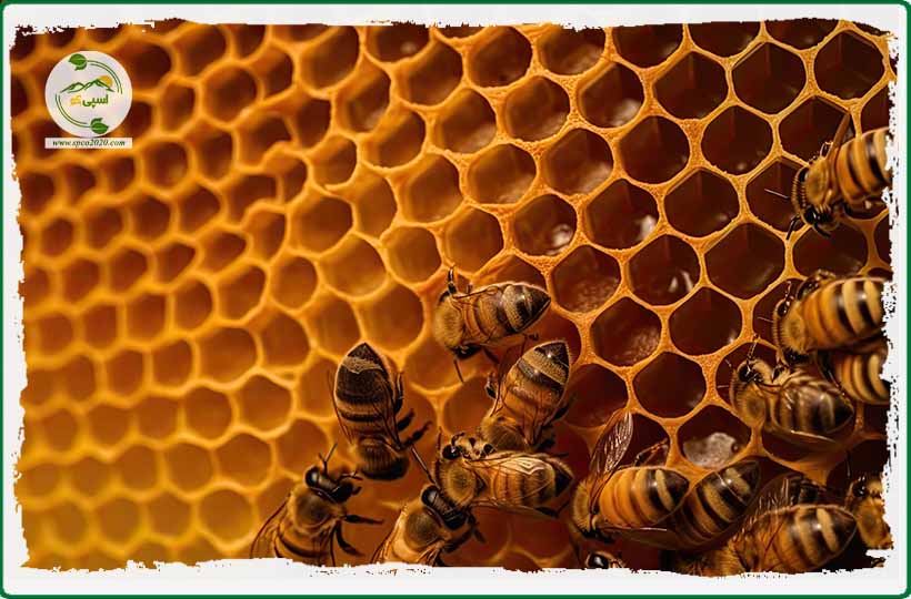 زنبور عسل در کندو
