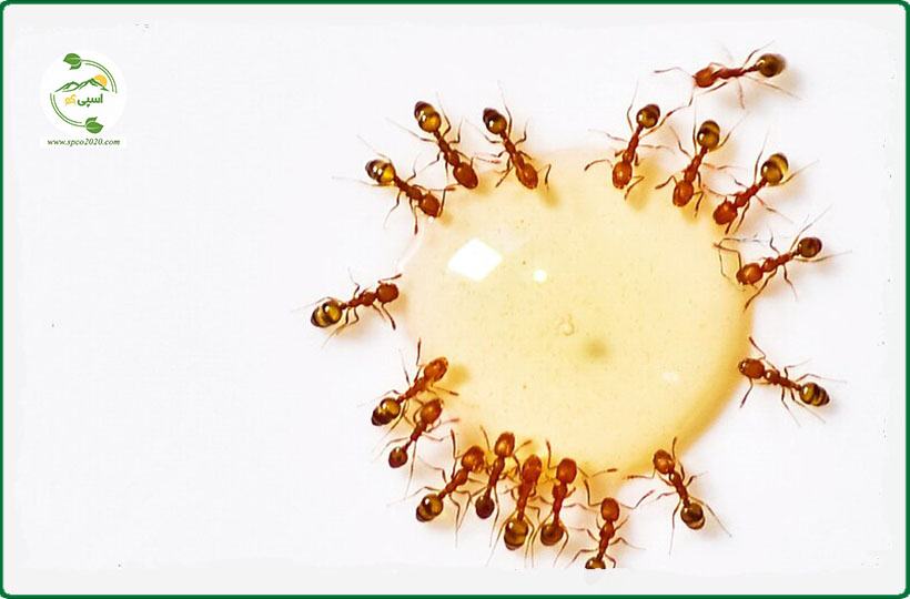 تشخیص عسل طبیعی با مورچه