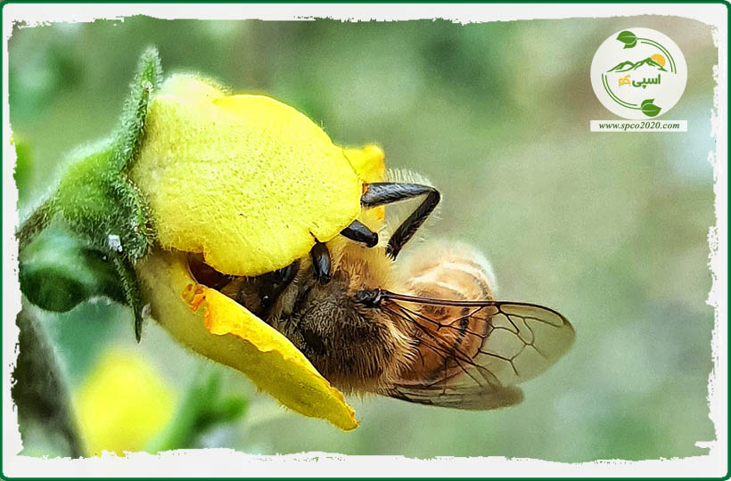 کیفیت و نوع عسل‌های طبیعی مختلف