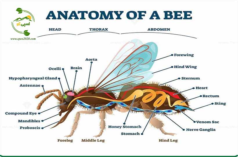 آناتومی زنبور عسل